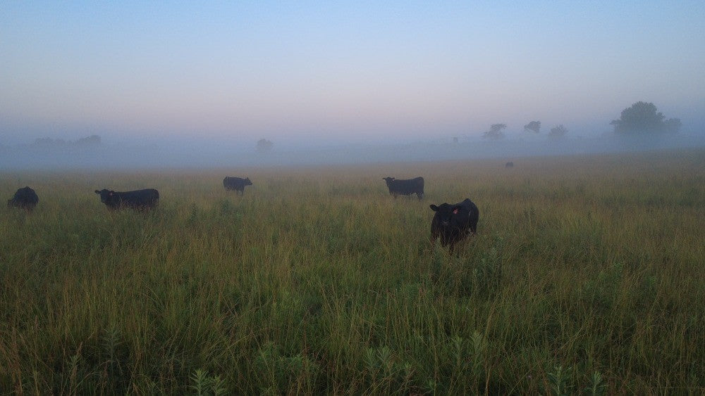 Pasture-Raised, Grain-Finished: A Transparent Look at Our Feeding Philosophy