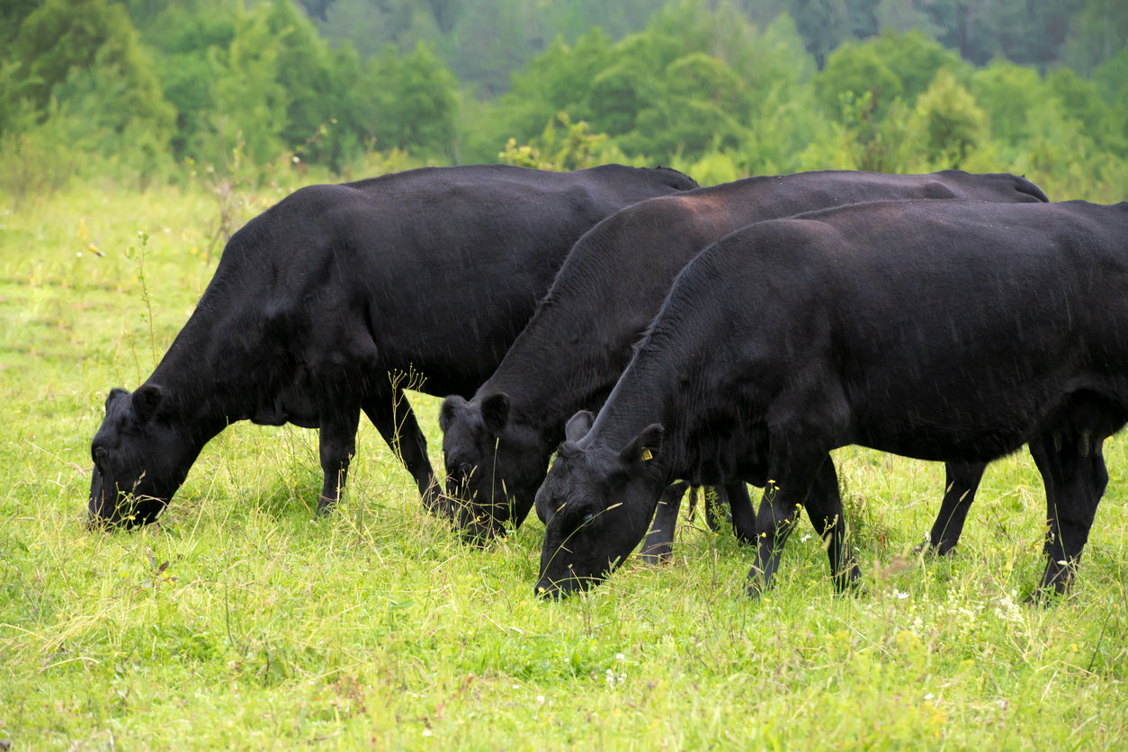 Black Angus Cows
