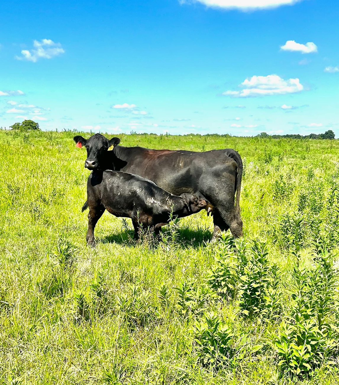 about-cow.png